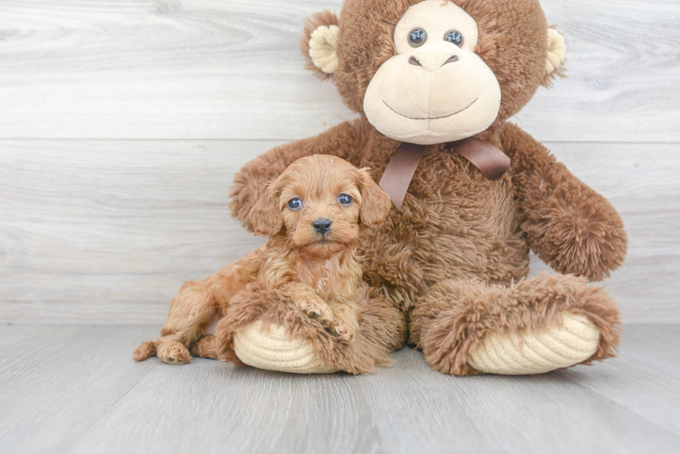 Cute Cavapoo Baby