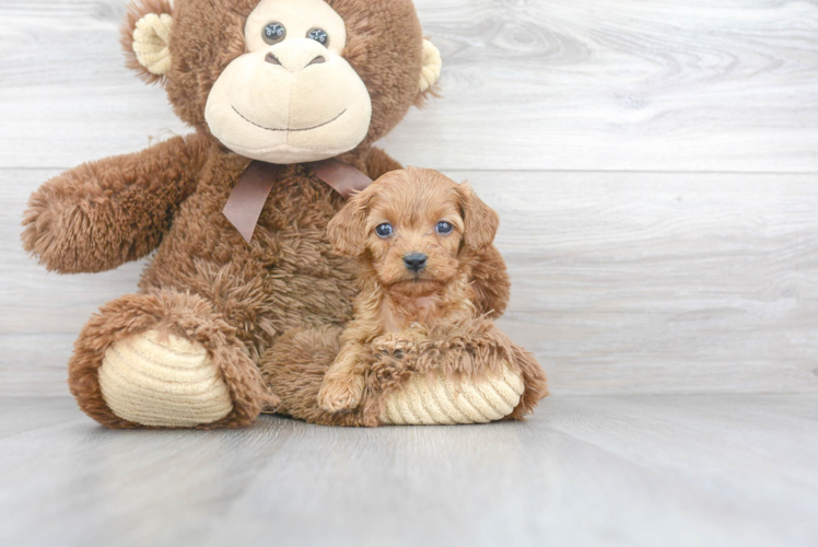 Cavapoo Pup Being Cute