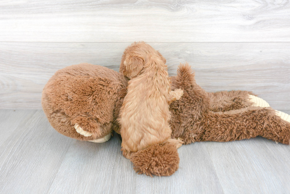 Small Cavapoo Baby