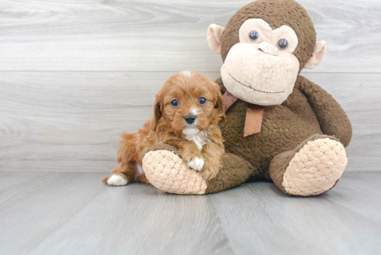 Cavapoo Pup Being Cute