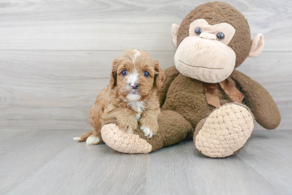 Cavapoo Pup Being Cute