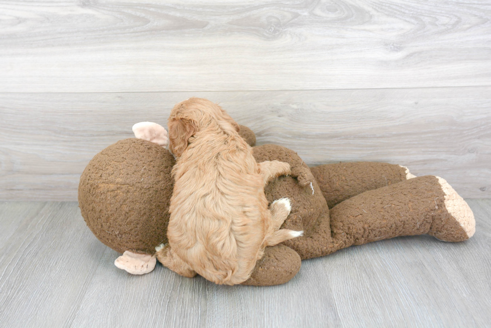 Little Cavoodle Poodle Mix Puppy