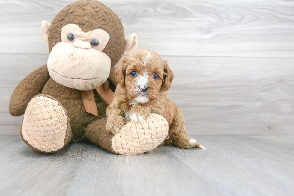 Petite Cavapoo Poodle Mix Pup