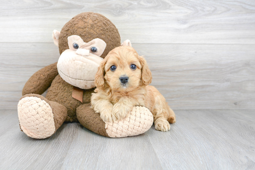 Adorable Cavoodle Poodle Mix Puppy