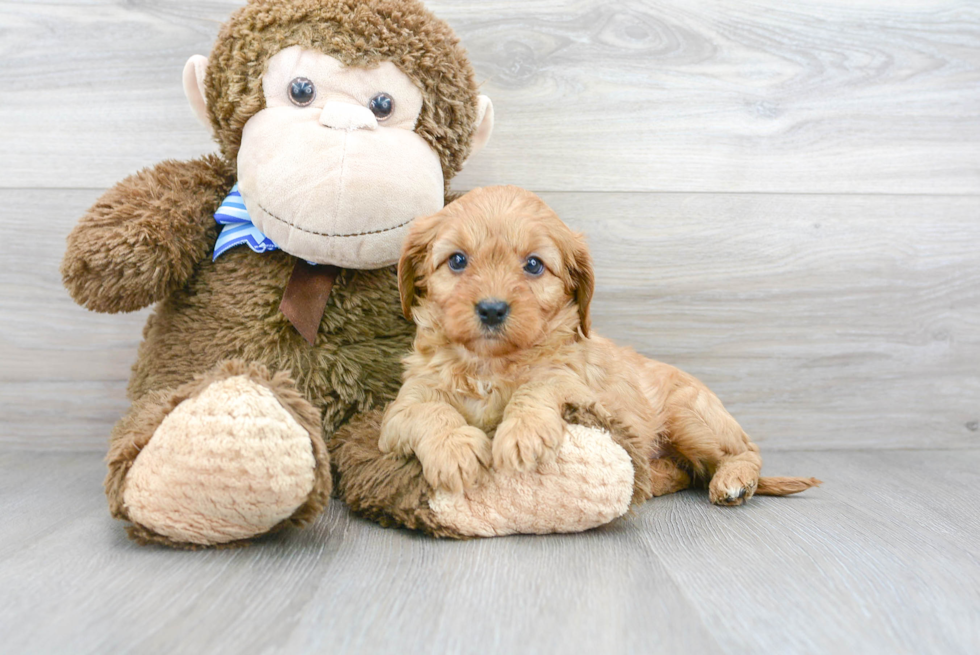 Happy Cavapoo Baby