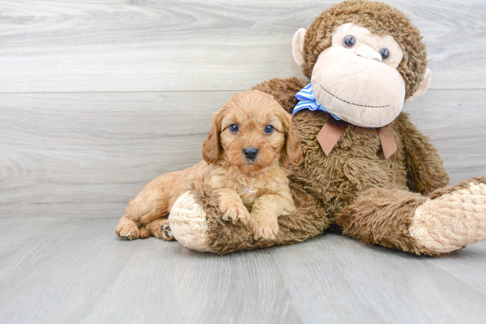 Cavapoo Pup Being Cute