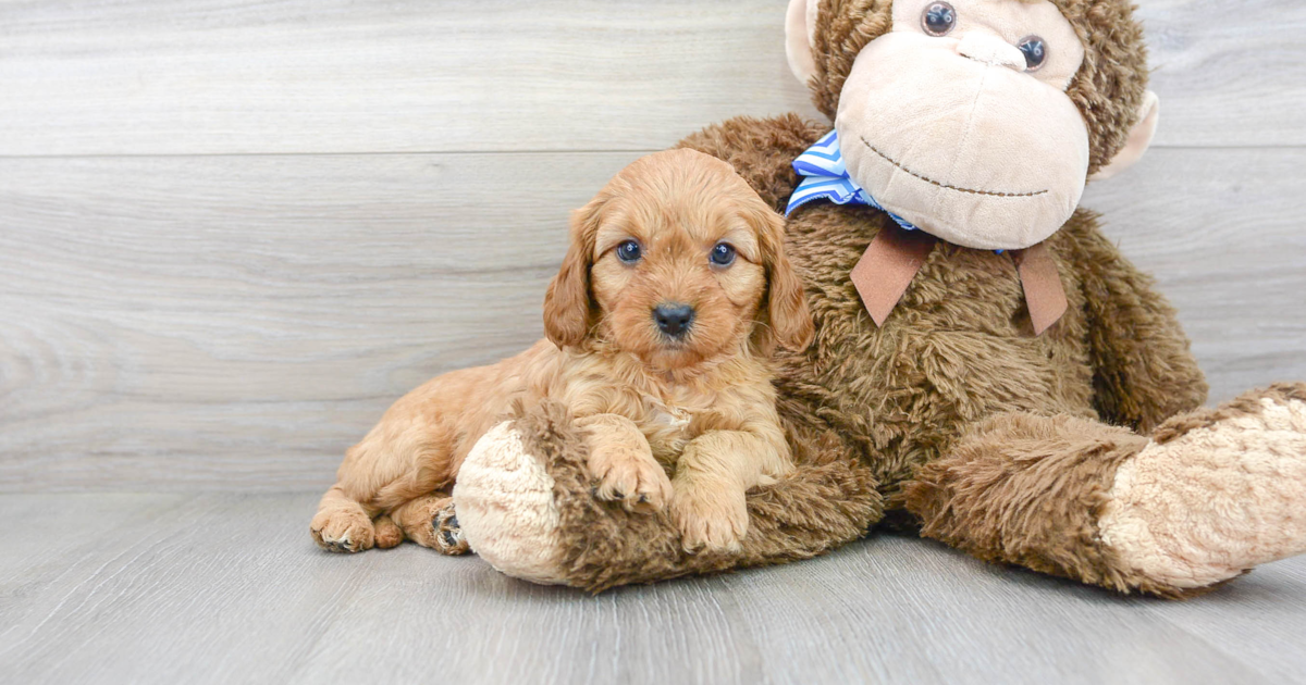 Sweet Cavapoo Ruby: 4lb 7oz Doodle Puppy