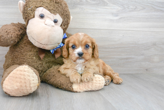 Funny Cavapoo Poodle Mix Pup