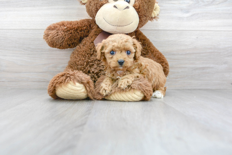 Friendly Cavapoo Baby