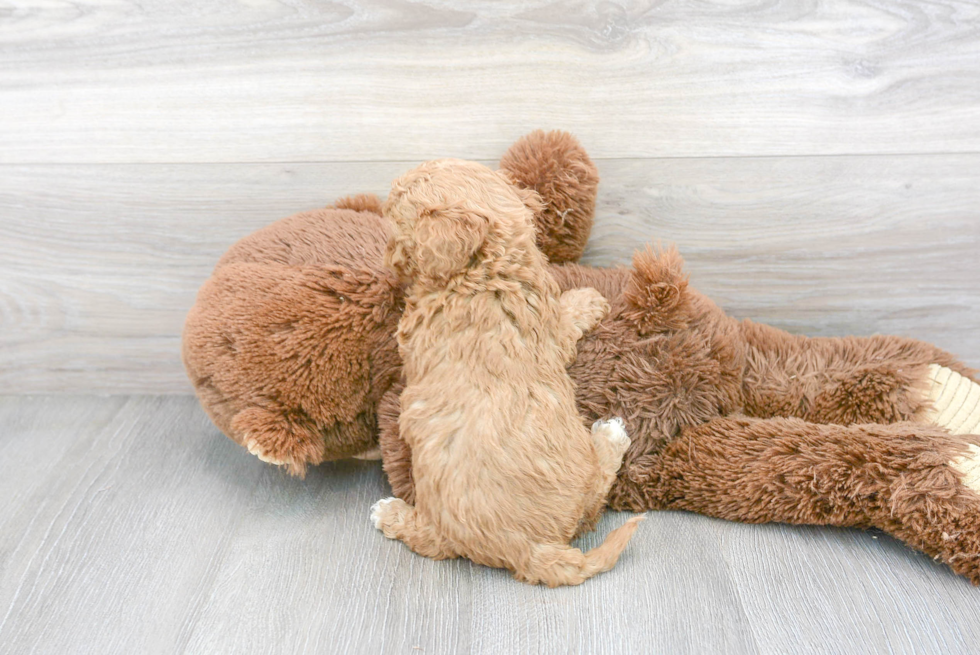 Cavapoo Pup Being Cute