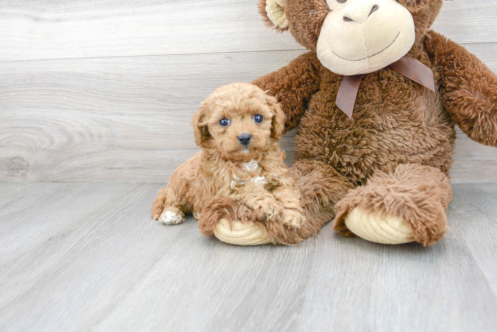 Funny Cavapoo Poodle Mix Pup