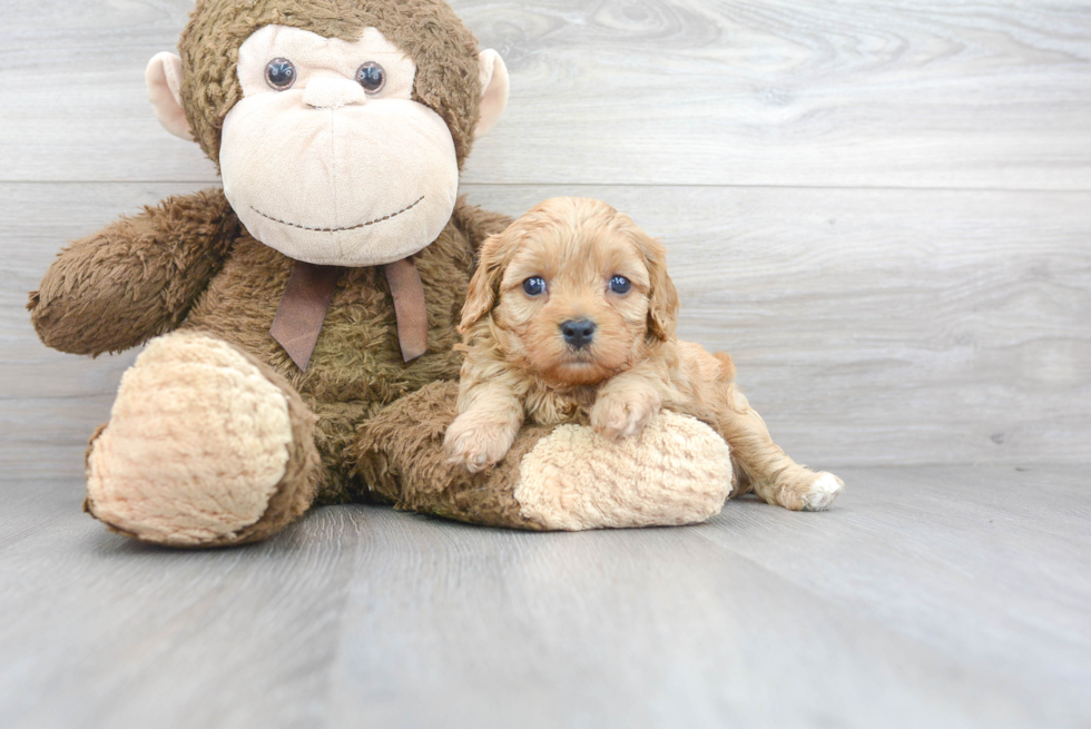 Cavapoo Puppy for Adoption