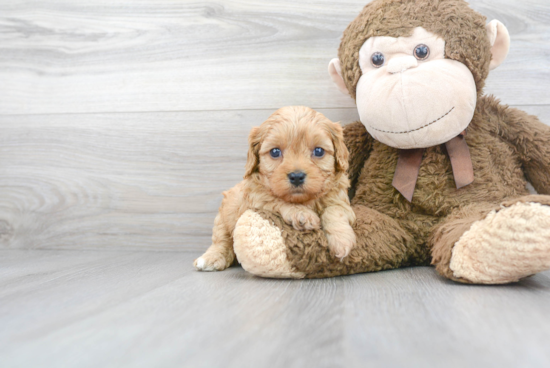 Funny Cavapoo Poodle Mix Pup