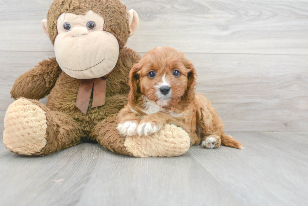 Cavapoo Puppy for Adoption