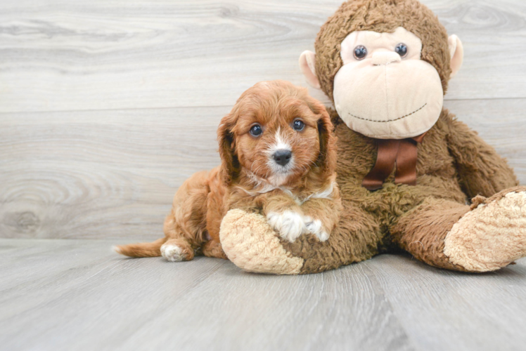 Small Cavapoo Baby