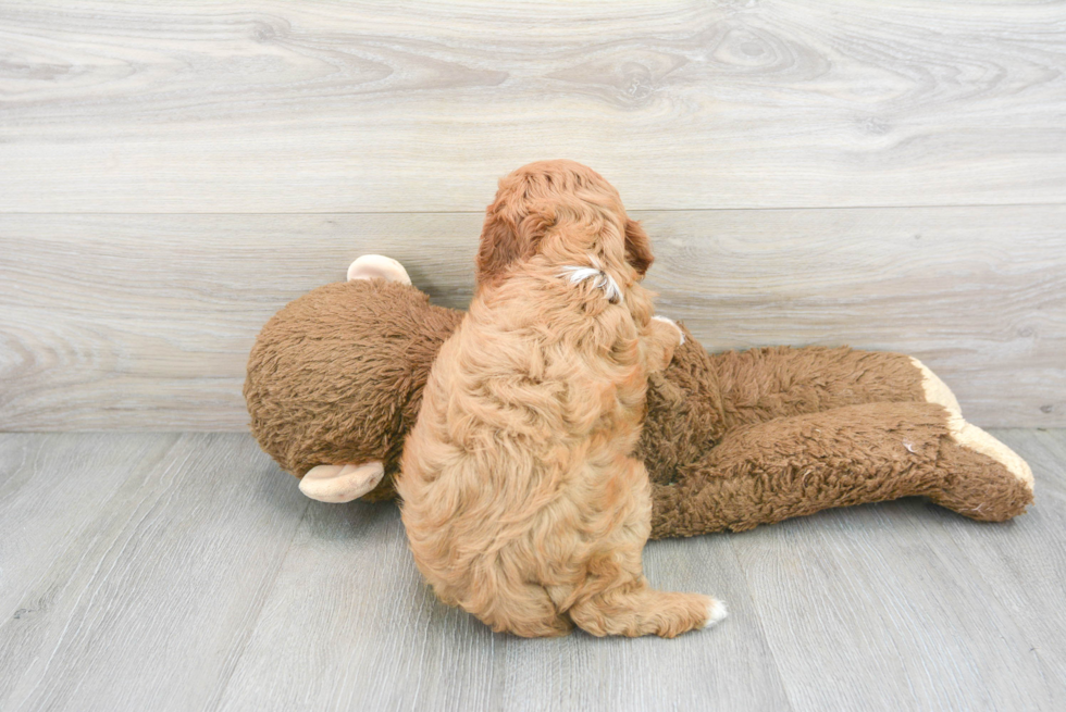 Friendly Cavapoo Baby