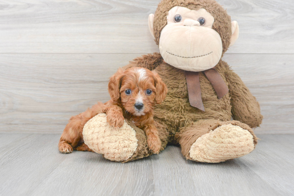 Cavapoo Pup Being Cute