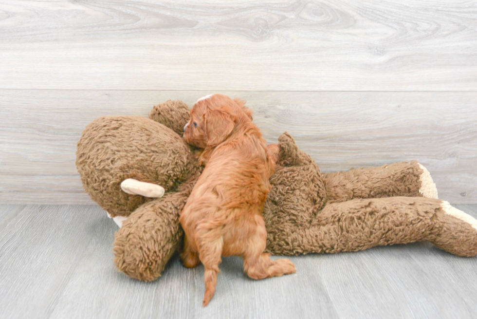 Cavapoo Puppy for Adoption