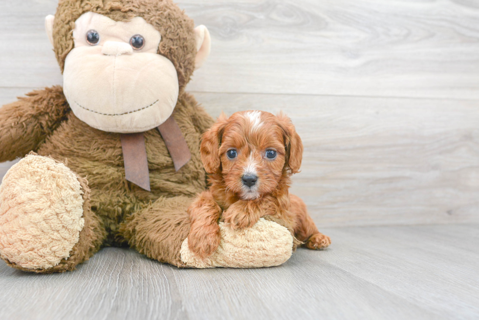 Cute Cavapoo Poodle Mix Pup