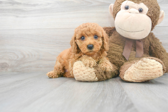 Cavapoo Pup Being Cute