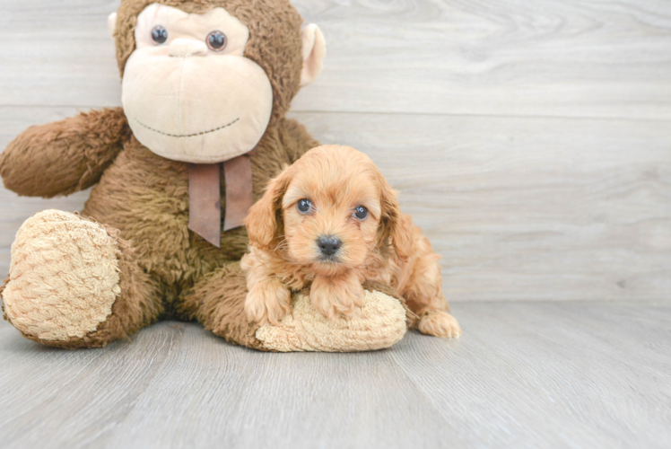 Small Cavapoo Baby