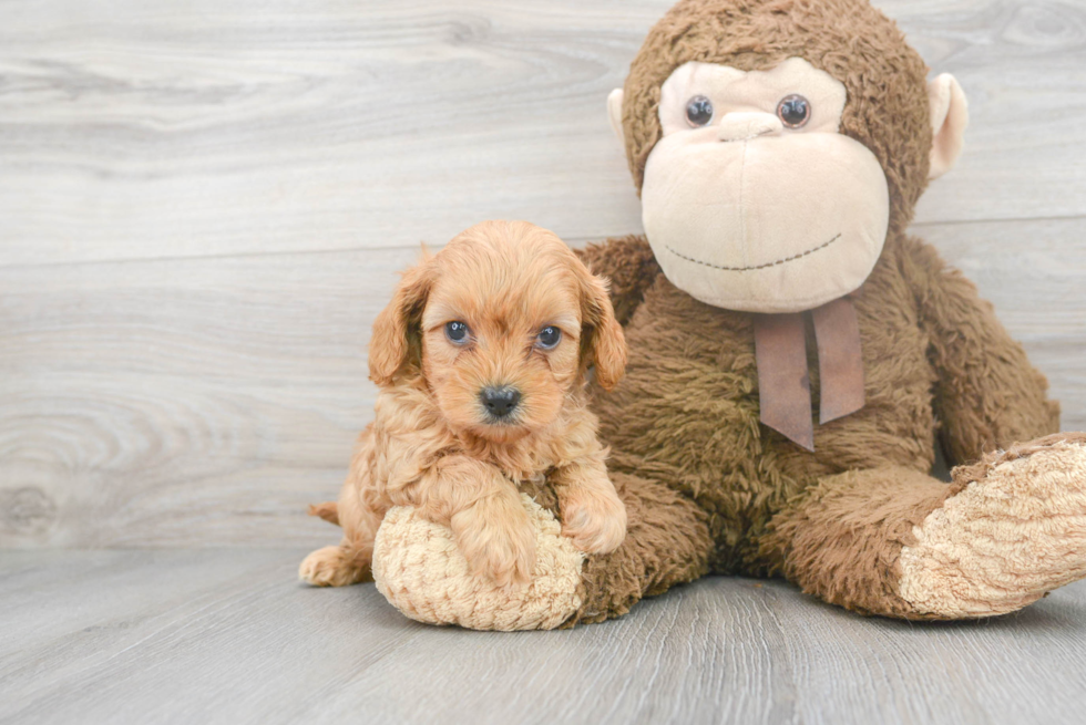 Cavapoo Puppy for Adoption