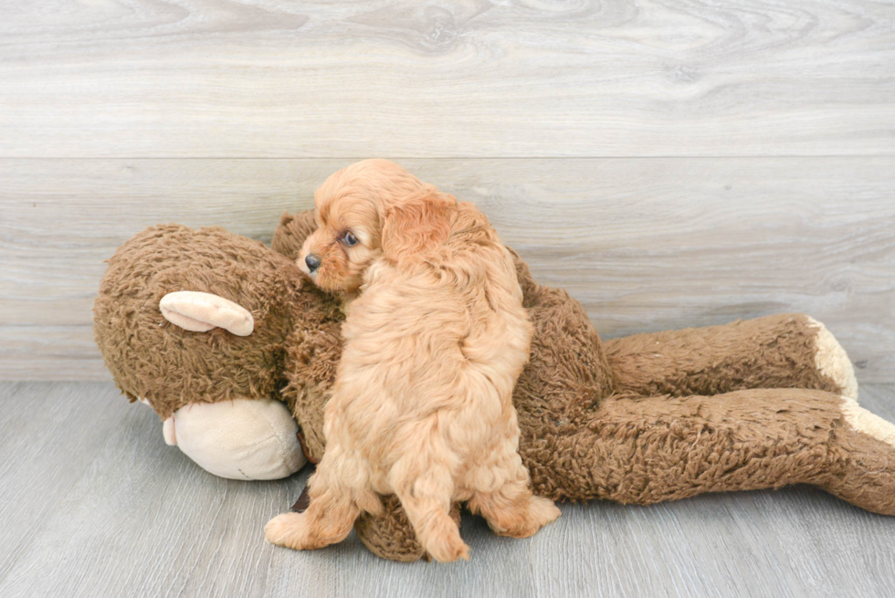 Cute Cavapoo Baby