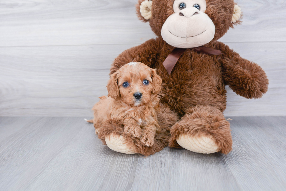 Best Cavapoo Baby