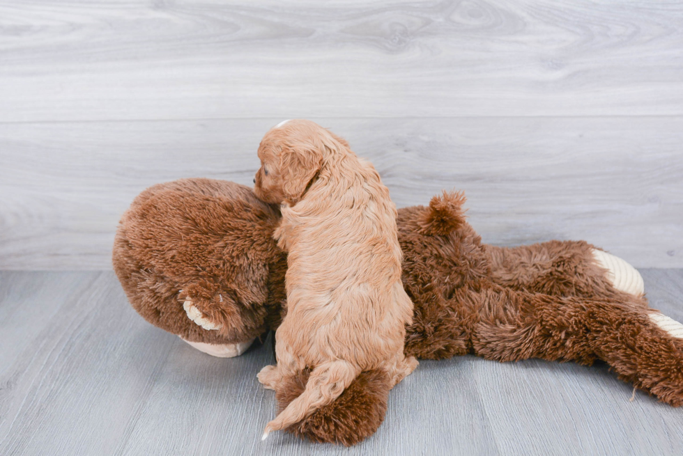 Petite Cavapoo Poodle Mix Pup