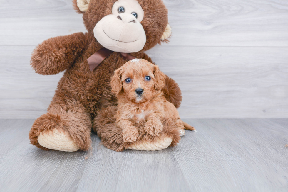 Cavapoo Pup Being Cute