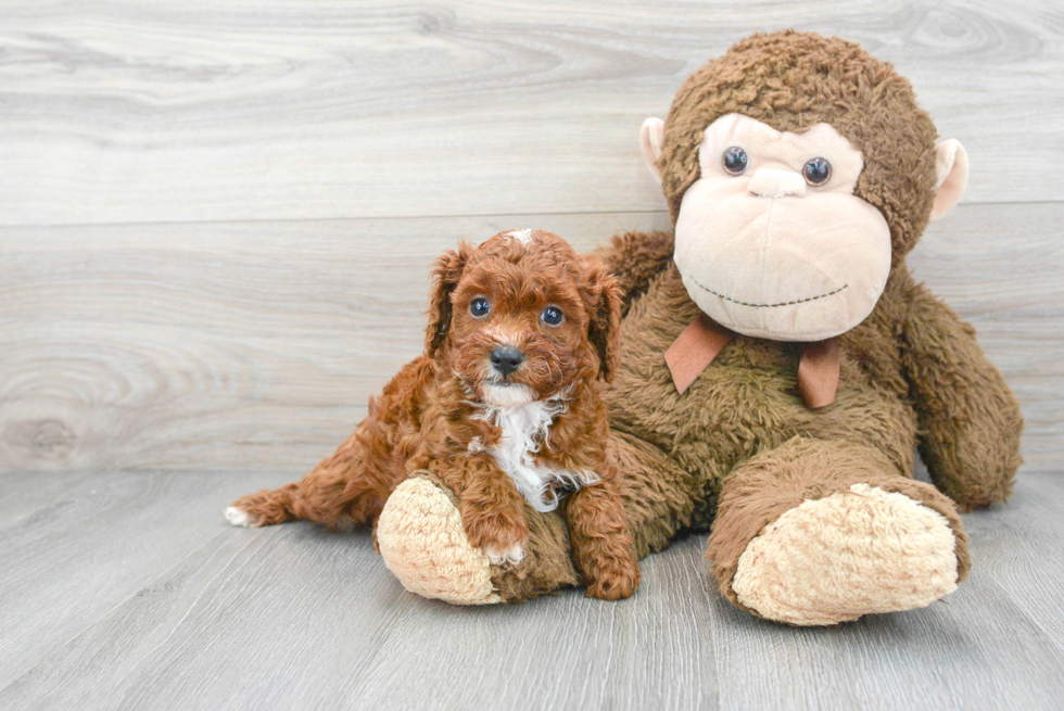 Energetic Cavoodle Poodle Mix Puppy