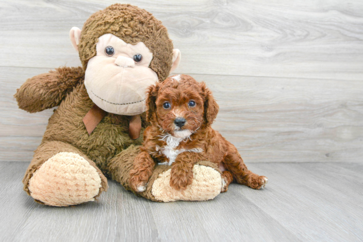 Cavapoo Puppy for Adoption