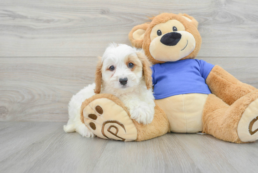 Cavapoo Puppy for Adoption
