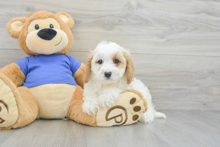 Funny Cavapoo Poodle Mix Pup