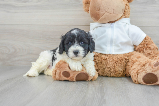 Cavapoo Puppy for Adoption