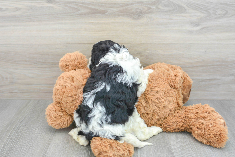 Hypoallergenic Cavoodle Poodle Mix Puppy