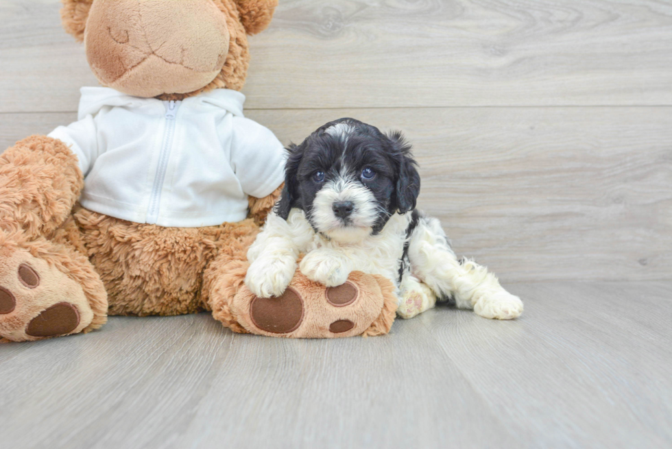 Cavapoo Puppy for Adoption