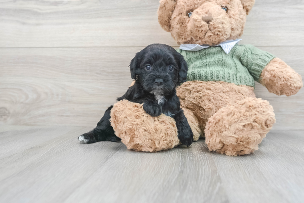 Playful Cavoodle Poodle Mix Puppy