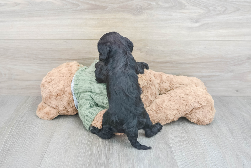 Sweet Cavapoo Baby