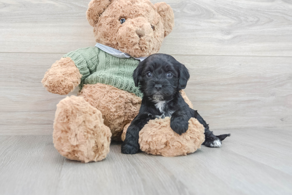 Cavapoo Puppy for Adoption