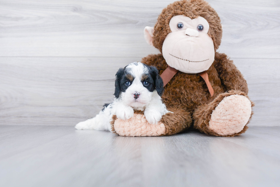 Cavapoo Pup Being Cute