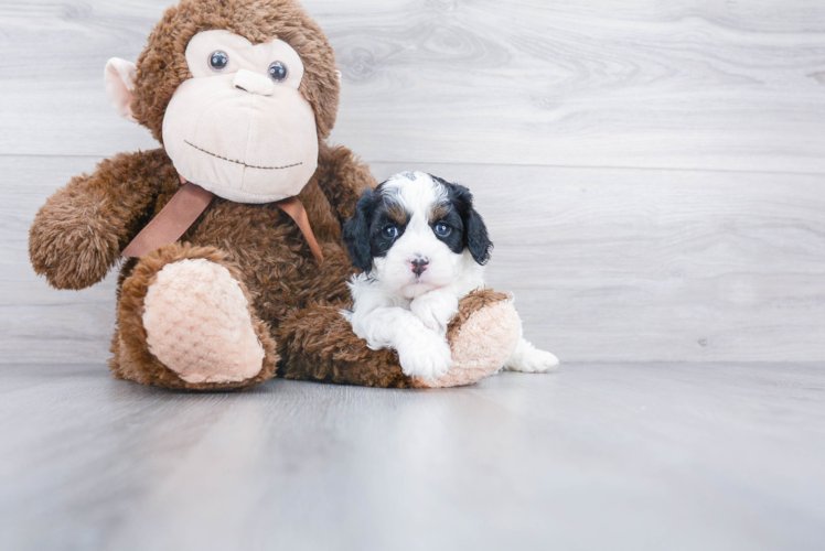 Cavapoo Pup Being Cute