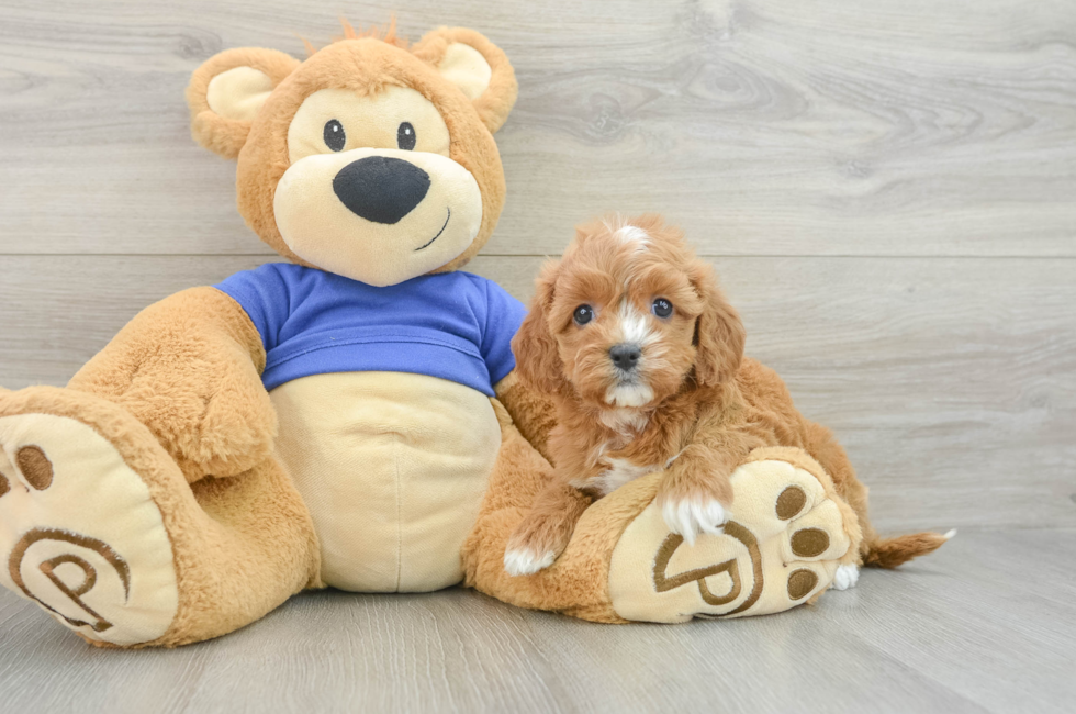 7 week old Cavapoo Puppy For Sale - Premier Pups