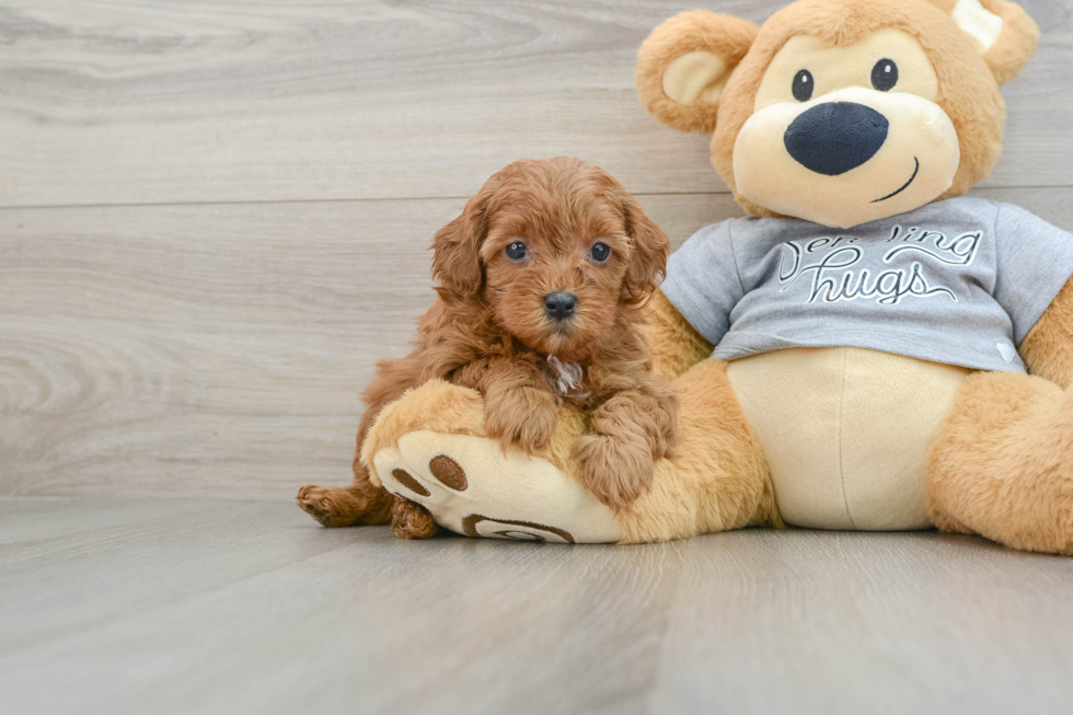 Cute Cavapoo Baby