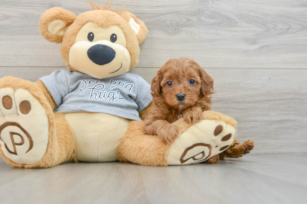 6 week old Cavapoo Puppy For Sale - Premier Pups