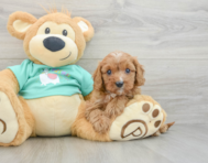 8 week old Cavapoo Puppy For Sale - Premier Pups