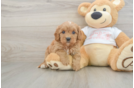 Best Cavapoo Baby