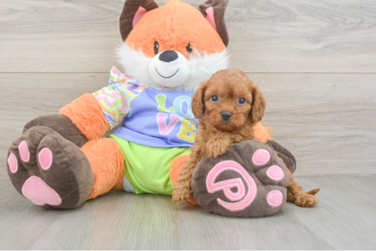 Best Cavapoo Baby