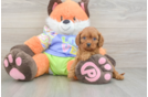 Best Cavapoo Baby