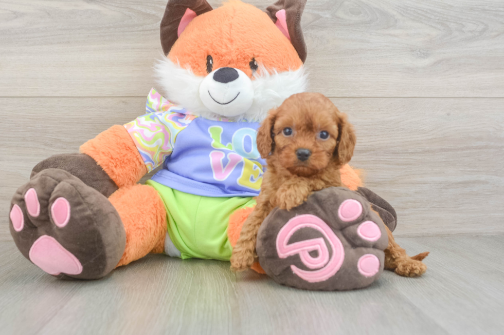 Best Cavapoo Baby